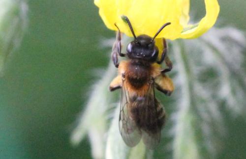 Réf. 352 943 : Andrena bicolor